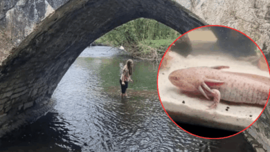 Niña de 10 años descubrió un ajolote en el puente Dipping Bridge (Foto de internet)
