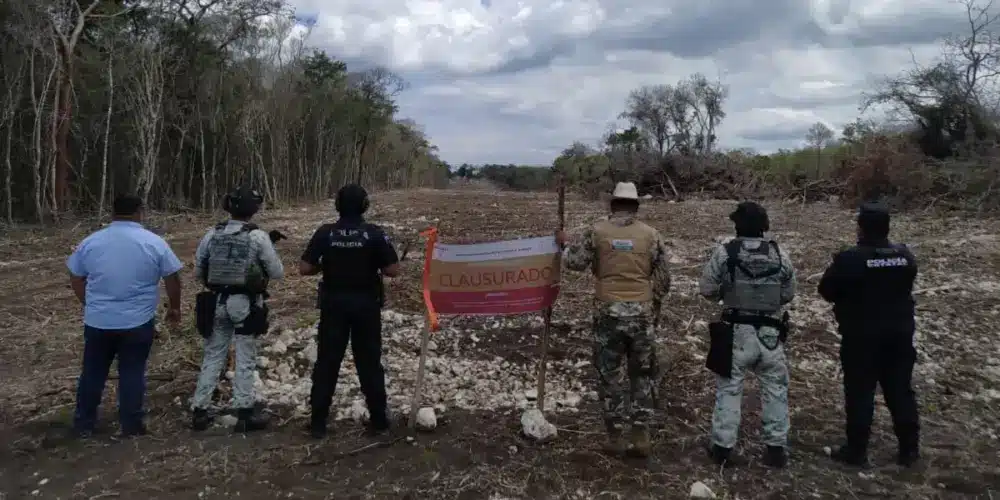 profepa clausura zona protegida de calakmul por deforestación