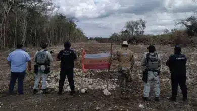 profepa clausura zona protegida de calakmul por deforestación
