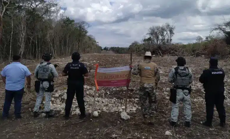 profepa clausura zona protegida de calakmul por deforestación