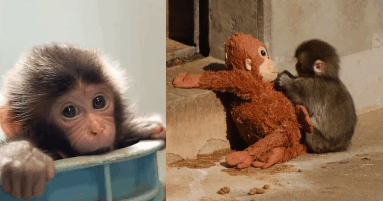 “Punch” El bebé mono que conquistó al mundo ya tiene su propio documental en Japón (Fotos Cortesía y Redes Sociales)