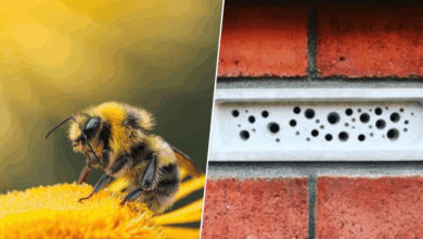 Reino Unido obliga a construir “habitaciones” para abejas ante el declive de polinizadores