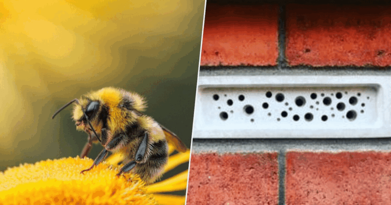 Reino Unido obliga a construir “habitaciones” para abejas ante el declive de polinizadores