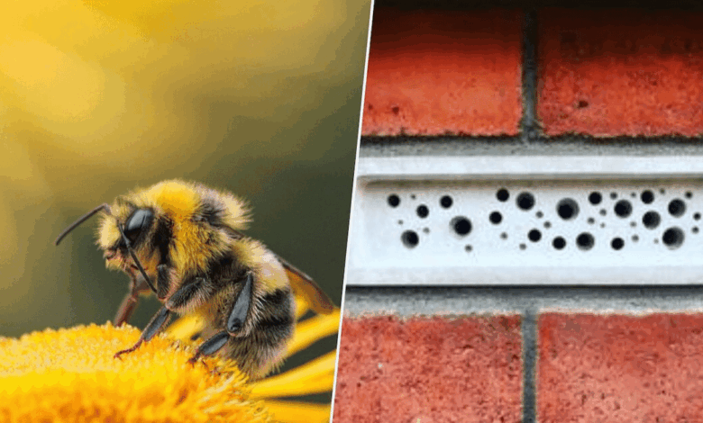 Reino Unido obliga a construir “habitaciones” para abejas ante el declive de polinizadores