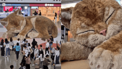 VIDEO “A Moment to Purr” la escultura gigante “Catzilla” que se mueve sorprende en el aeropuerto de Hong Kong