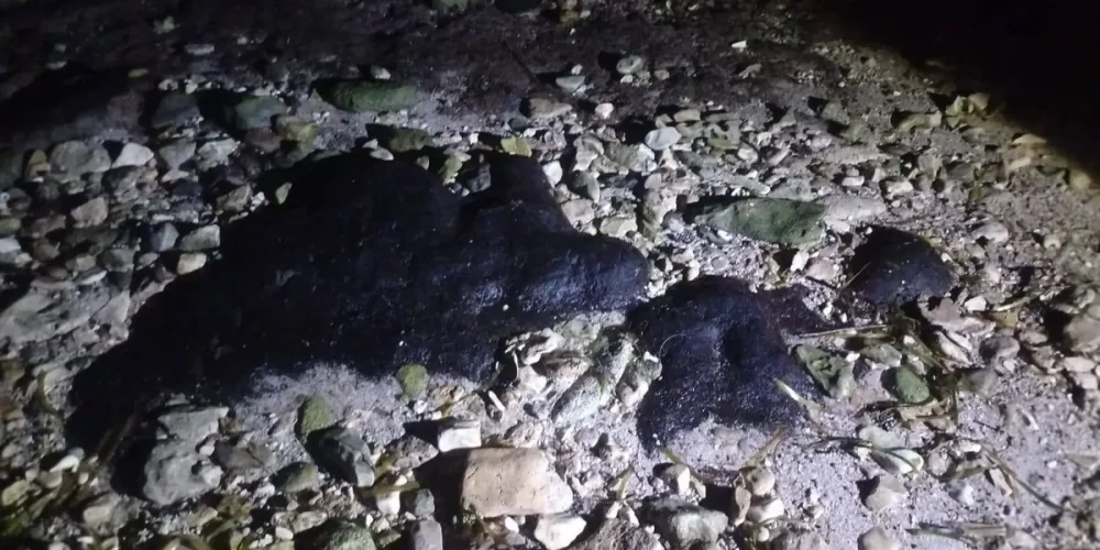 chapopote amenaza playas tortugueras en campeche