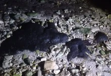 chapopote amenaza playas tortugueras en campeche