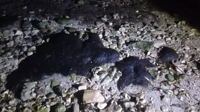 chapopote amenaza playas tortugueras en campeche