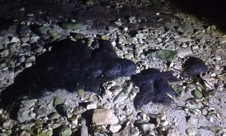 chapopote amenaza playas tortugueras en campeche