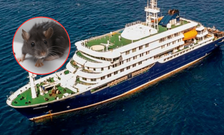 Crucero con brote de hantavirus se dirige a Islas Canarias bajo vigilancia sanitaria