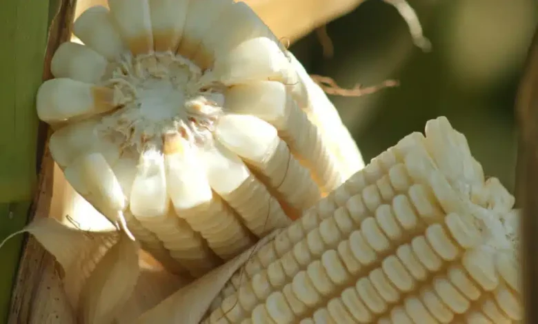 acuerdo para el maíz blanco busca estabilizar precios y dar certeza a productores