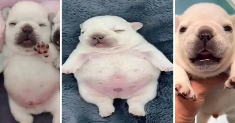 de un video random al éxito global la historia secreta de pibble