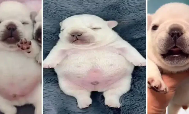 de un video random al éxito global la historia secreta de pibble