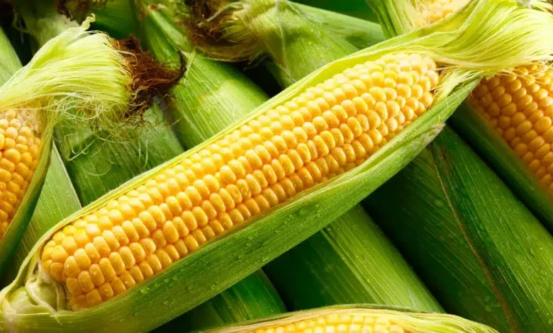 maíz baby el pequeño elote mexicano que conquista la gastronomía gourmet