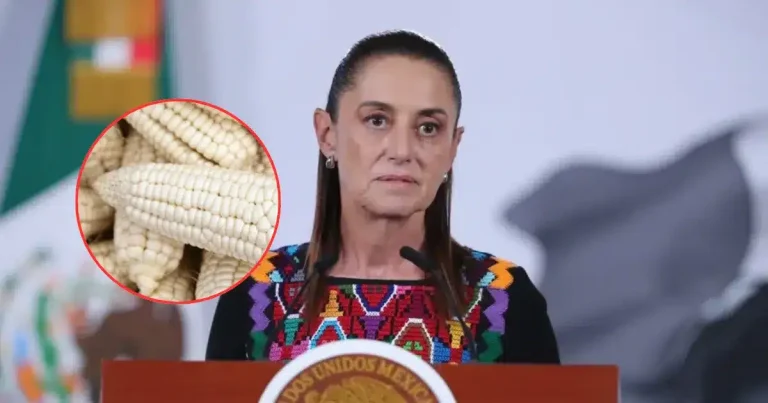 sheinbaum impulsa sistema nacional para garantizar precio justo al maíz blanco