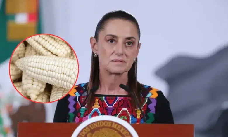 sheinbaum impulsa sistema nacional para garantizar precio justo al maíz blanco