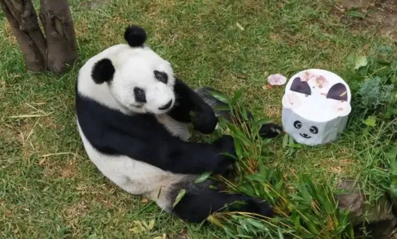 36 años de leyenda xin xin la panda más longeva de latinoamérica celebra su vida en méxico (1)