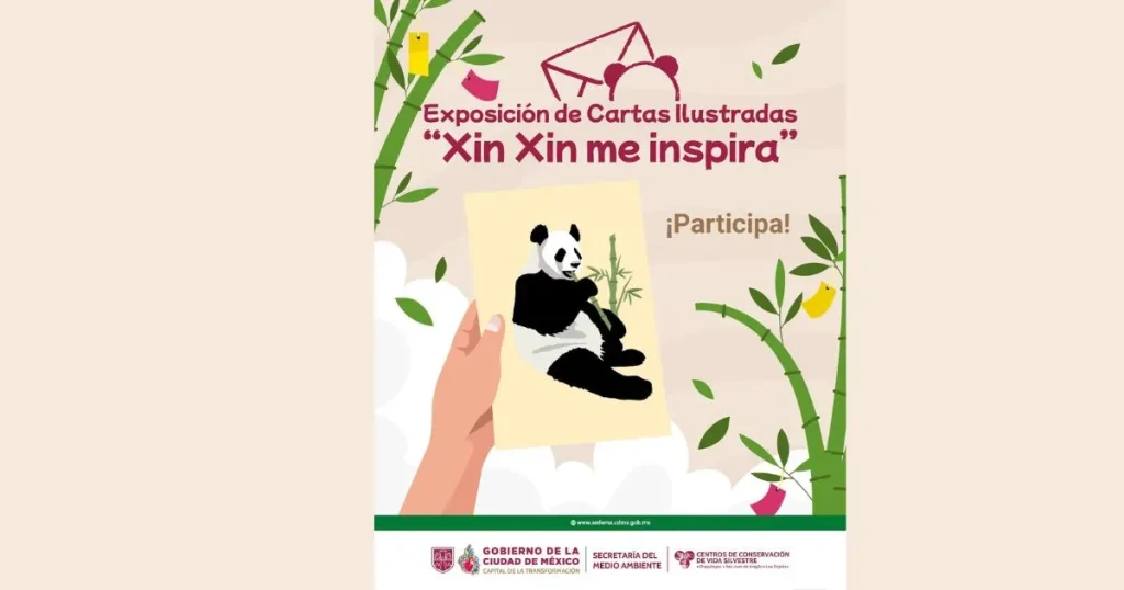 36 años de leyenda xin xin la panda más longeva de latinoamérica celebra su vida en méxico