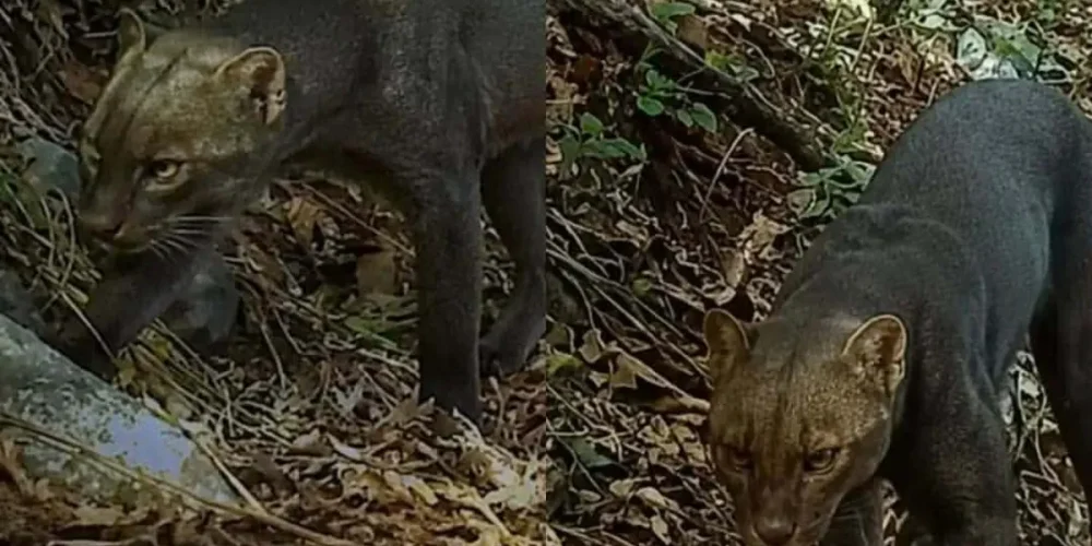 cámara trampa capta a extraño yaguarundí en hopelchén