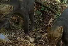 cámara trampa capta a extraño yaguarundí en hopelchén