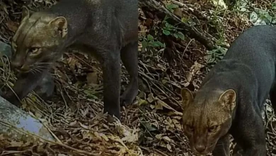 cámara trampa capta a extraño yaguarundí en hopelchén
