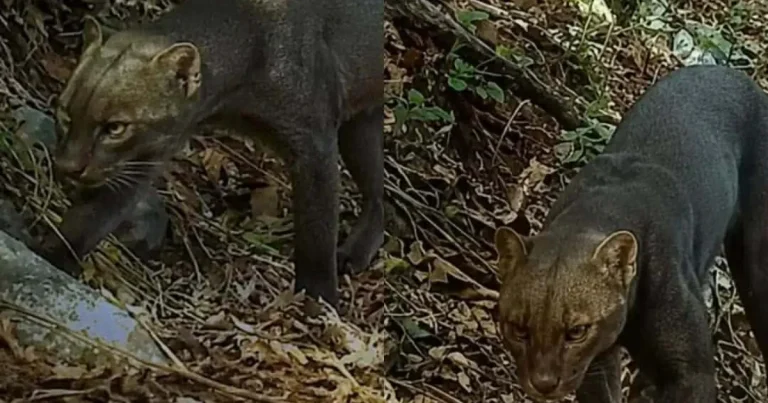 cámara trampa capta a extraño yaguarundí en hopelchén