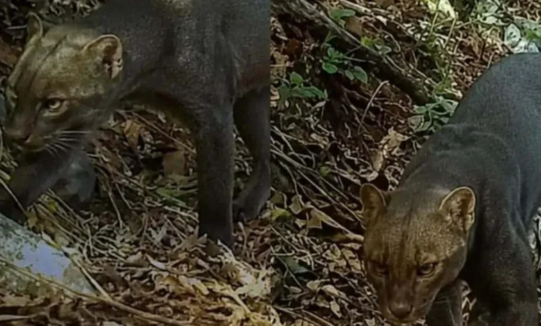 cámara trampa capta a extraño yaguarundí en hopelchén