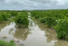 campeche lluvias inundan 100 hectáreas de cítricos en ich ek