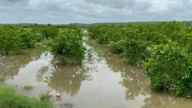 campeche lluvias inundan 100 hectáreas de cítricos en ich ek
