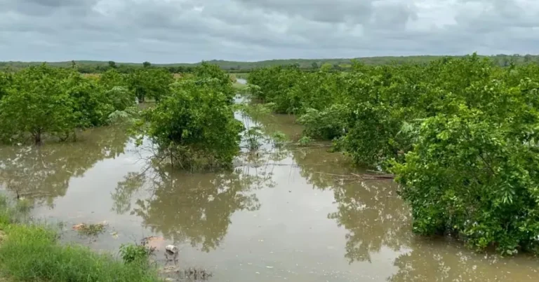 campeche lluvias inundan 100 hectáreas de cítricos en ich ek