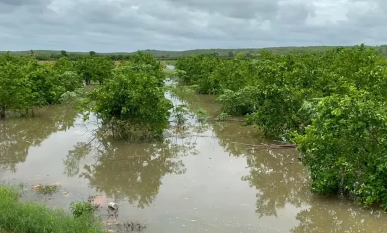 campeche lluvias inundan 100 hectáreas de cítricos en ich ek