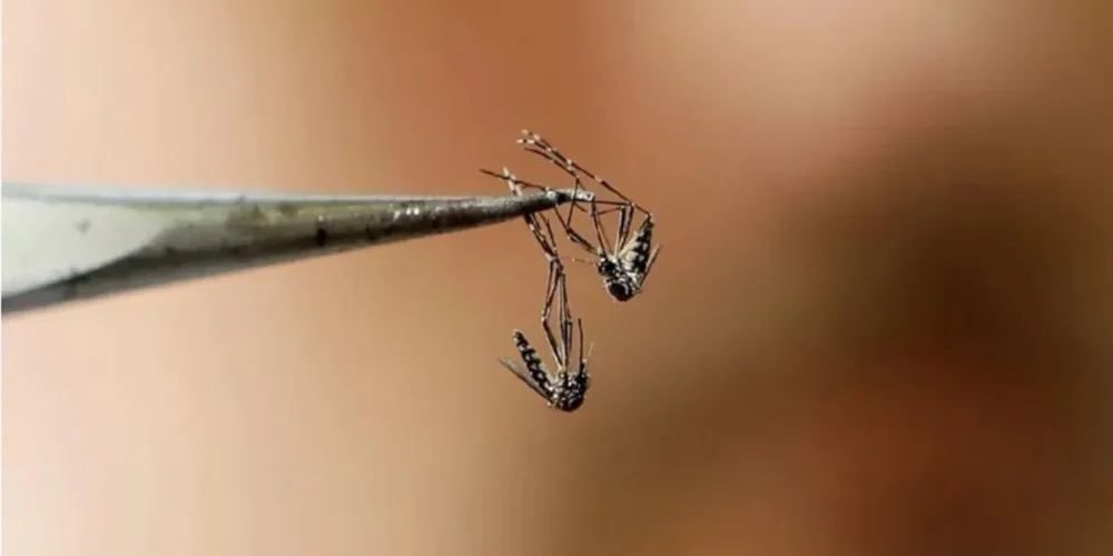 campeche adopta estrategia wolbachia contra dengue
