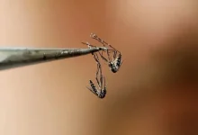 campeche adopta estrategia wolbachia contra dengue