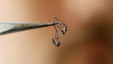 campeche adopta estrategia wolbachia contra dengue