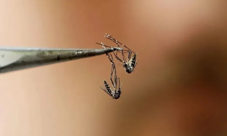 campeche adopta estrategia wolbachia contra dengue