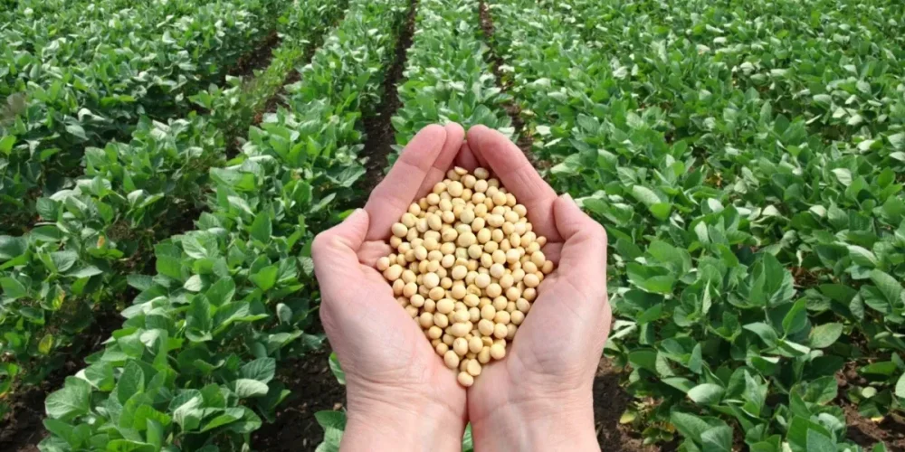 campeche proyecta siembra récord de 55 mil hectáreas de soya en 2026