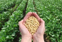 campeche proyecta siembra récord de 55 mil hectáreas de soya en 2026