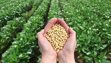 campeche proyecta siembra récord de 55 mil hectáreas de soya en 2026