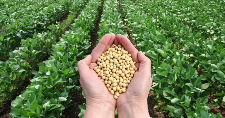 campeche proyecta siembra récord de 55 mil hectáreas de soya en 2026