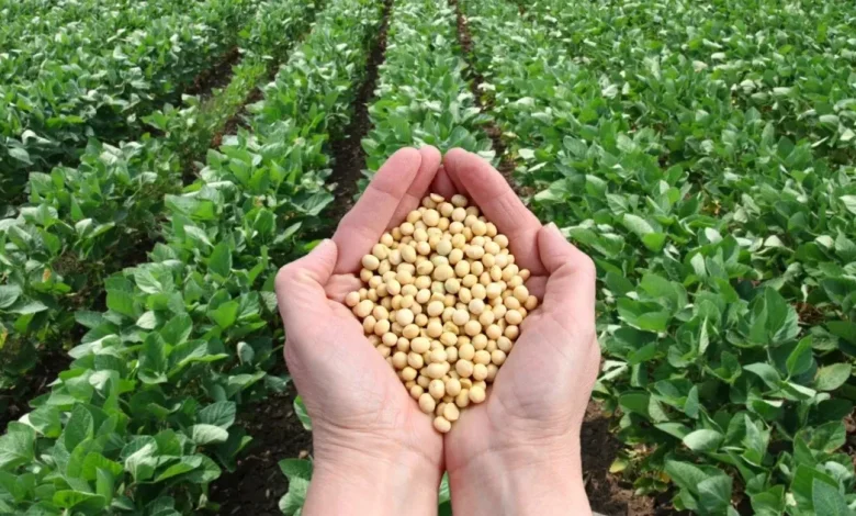 campeche proyecta siembra récord de 55 mil hectáreas de soya en 2026
