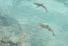 concluye veda de cazón pescadores de campeche listos para la captura