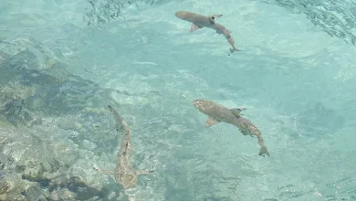concluye veda de cazón pescadores de campeche listos para la captura