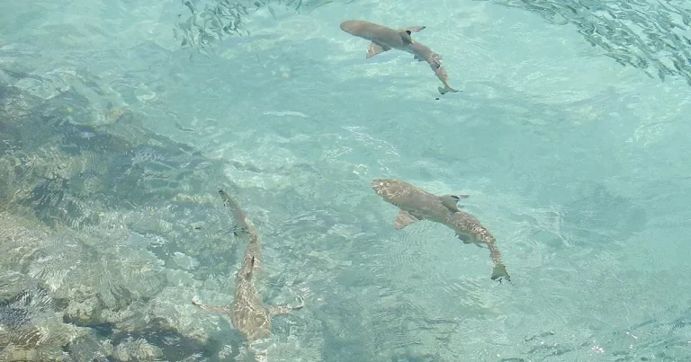 concluye veda de cazón pescadores de campeche listos para la captura