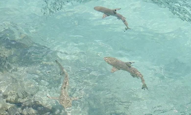 concluye veda de cazón pescadores de campeche listos para la captura
