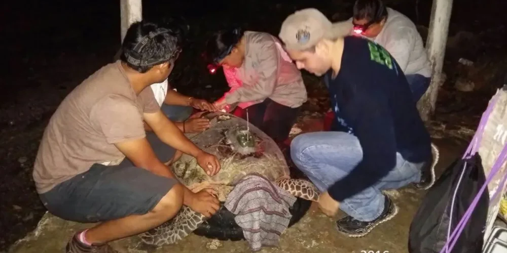 perros ferales atacan a tortuga carey en campeche