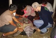 perros ferales atacan a tortuga carey en campeche