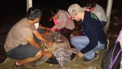 perros ferales atacan a tortuga carey en campeche