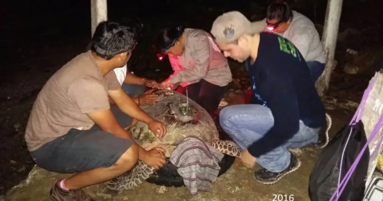 perros ferales atacan a tortuga carey en campeche