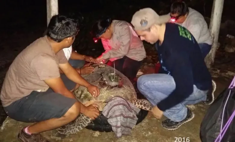perros ferales atacan a tortuga carey en campeche