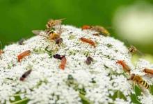 plagas agrícolas afectan cultivos en campeche